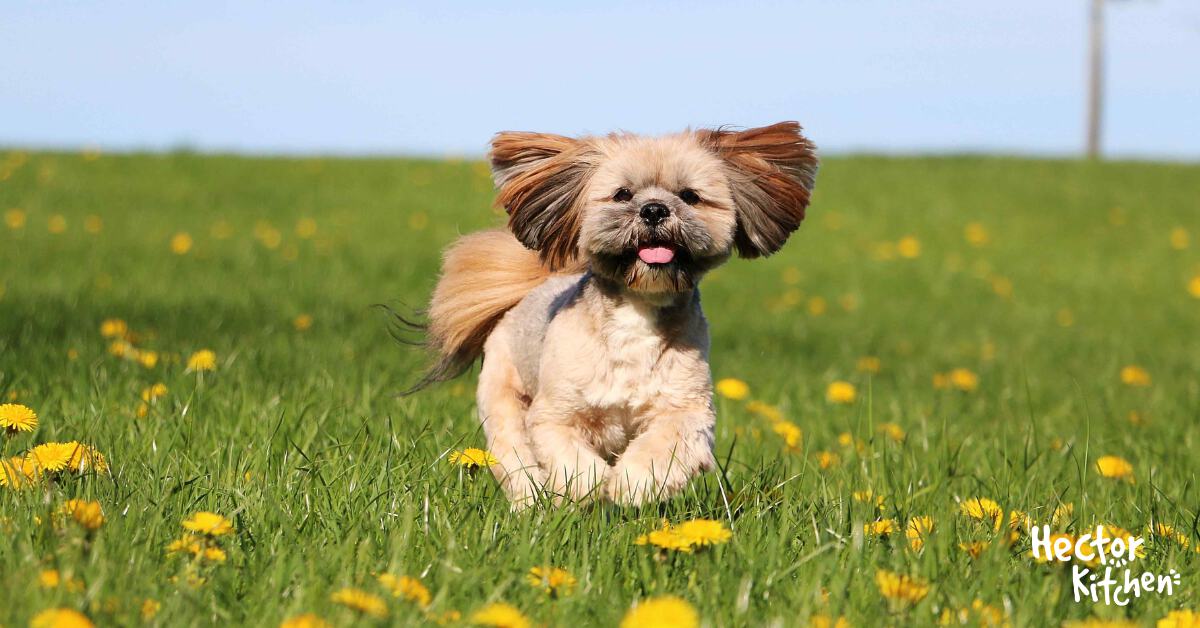 Croquettes pour Lhassa Apso comment les choisir ? Hector Kitchen
